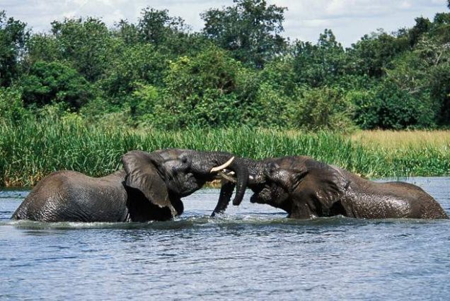 14-Day East Africa Safari – Rwanda, Uganda, Kenya and Tanzania