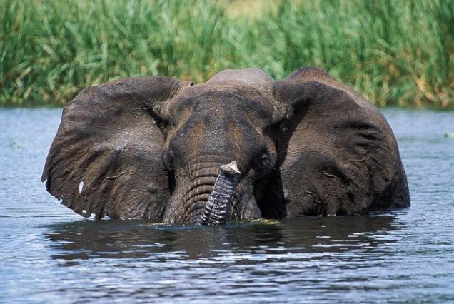 14-Day East Africa Safari – Rwanda, Uganda, Kenya and Tanzania