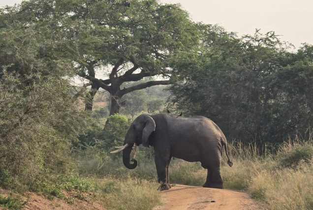 5-Day Uganda Big Five Wildlife Safari