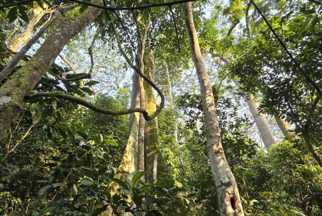 4-Day Nyungwe Chimpanzee Trekking and Canopy Walk Tour