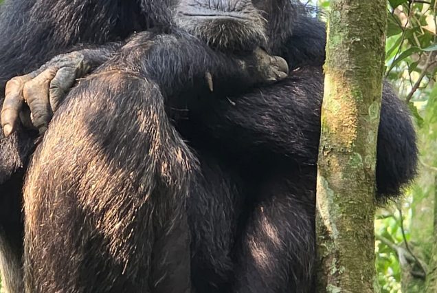5 Days Uganda Gorilla Trekking and Chimpanzee Tracking Safari