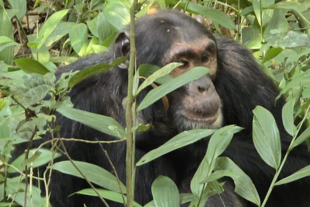5 Days Uganda Gorilla Trekking and Chimpanzee Tracking Safari