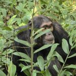 Can You See Gorillas and Chimpanzees in One Safari?