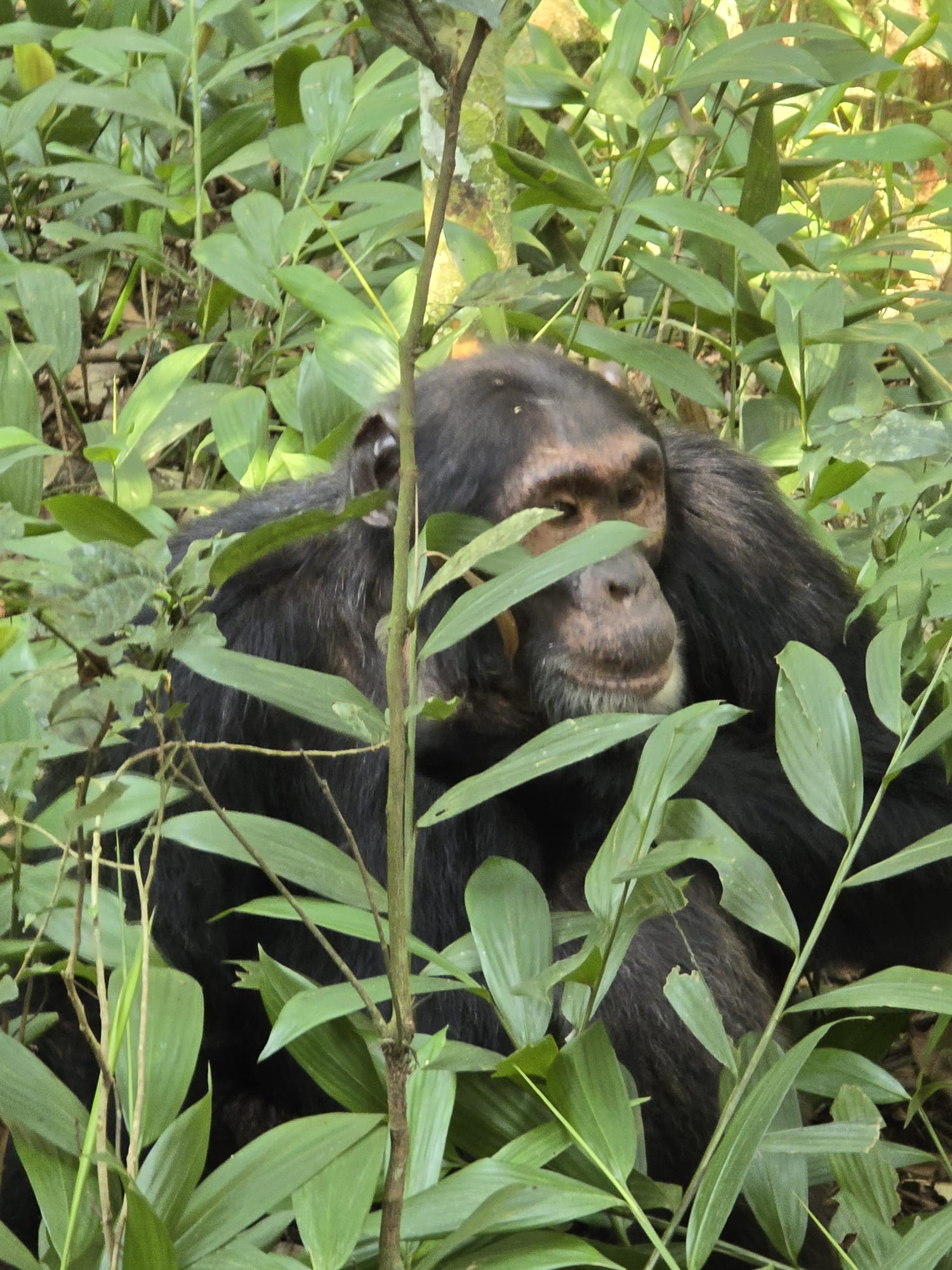 Can You See Gorillas and Chimpanzees in One Safari?