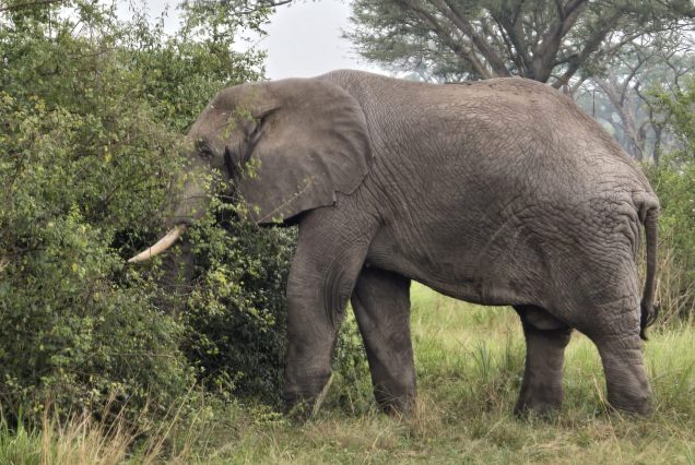 3-Day Akagera National Park Wildlife Safari