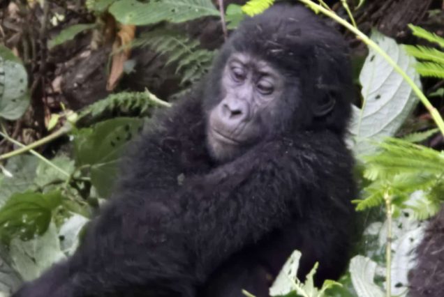 4 Days Gorilla Trekking and Lake Bunyonyi Relaxation Tour