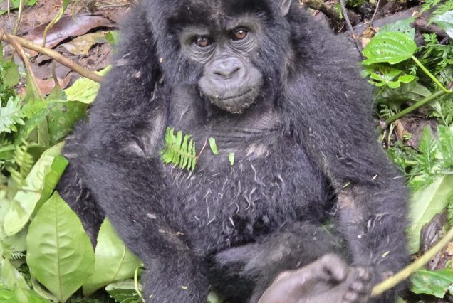 4 Days Affordable Gorilla Trekking Safari from Kigali to Bwindi