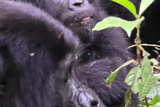 12-Day Best of Uganda Safari – Gorillas and Rwenzori Hike
