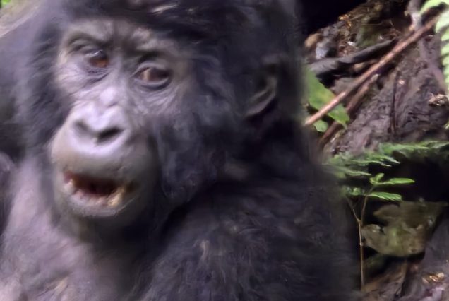 4 Days Gorilla Trekking and Lake Bunyonyi Relaxation Tour