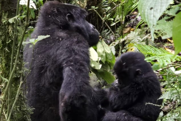 4 Days Gorilla Trekking and Lake Bunyonyi Relaxation Tour – Uganda