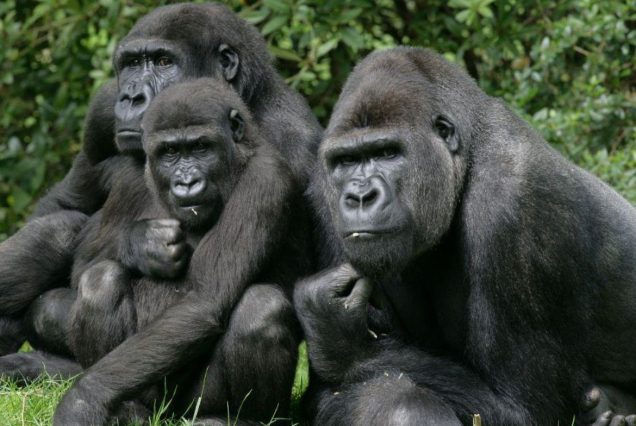 4 Days Gorilla Trekking and Lake Bunyonyi Relaxation Tour