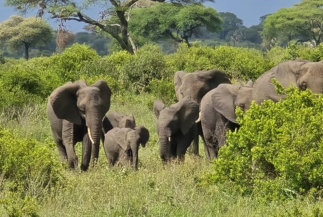 8-Day Kenya and Tanzania Safari – Great Migration Tour