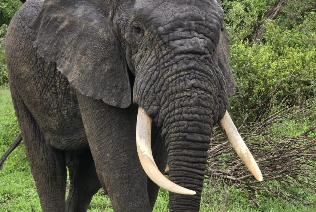 18 Days Uganda Eco Adventure Safari