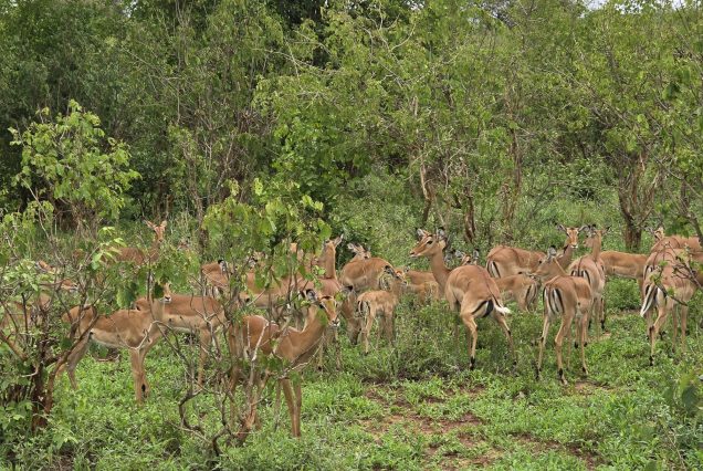 12 Days Uganda Wilderness Safari with Tree-Climbing Lions
