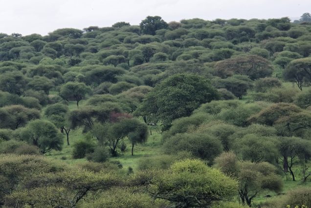 8-Day Kenya and Tanzania Safari – Great Migration Tour
