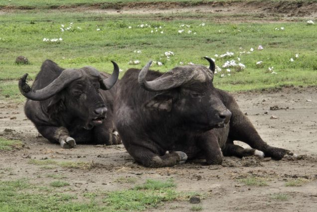 7 Days Best of Uganda Wildlife & Gorilla Encounter