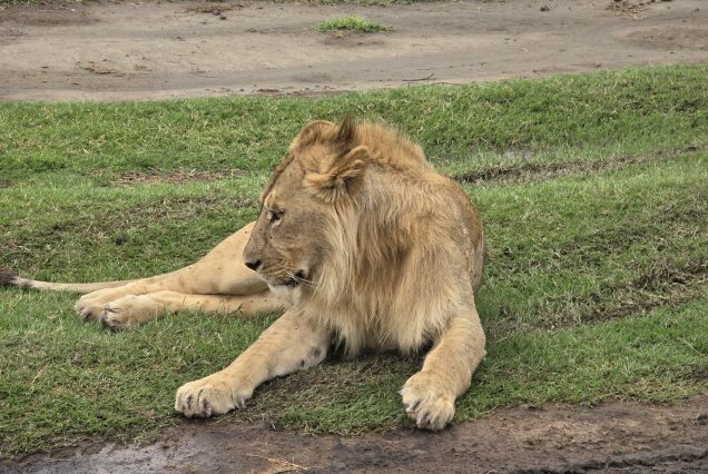 12 Days Uganda Wilderness Safari with Tree-Climbing Lions