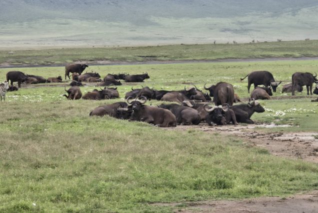 10-Day Best of Tanzania Safari and Zanzibar Holiday