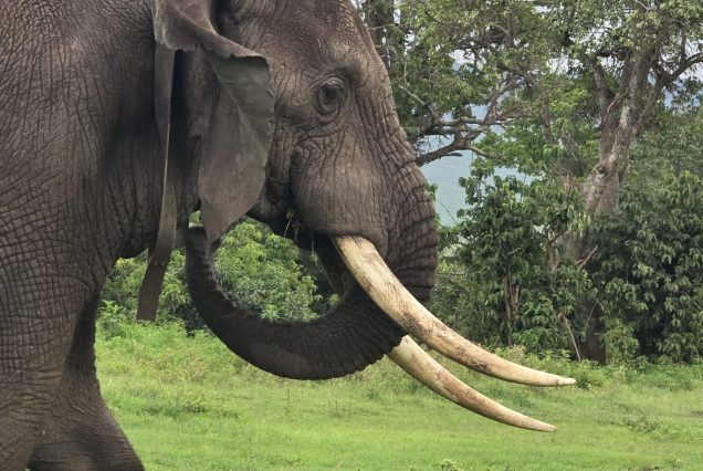 18 Days Uganda Eco Adventure Safari