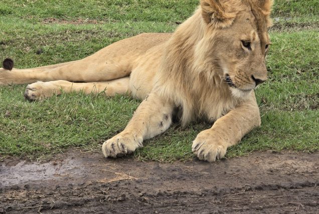 12 Days Uganda Wilderness Safari with Tree-Climbing Lions