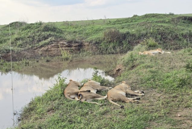 3-Day Serengeti and Ngorongoro Safari-Best Short Wildlife Safari