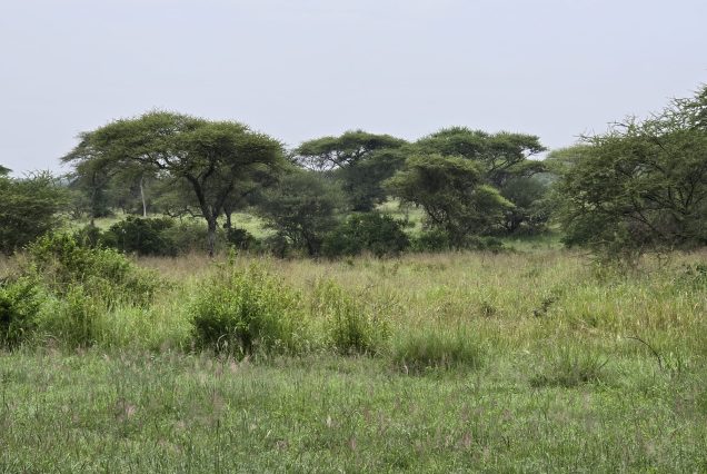 16 Days Uganda Primate, Birding & Photographic Safari