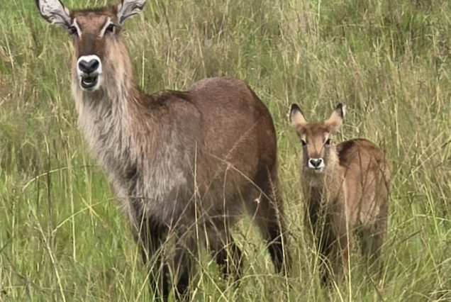 3-Day Masai Mara Safari- Most Booked Short Safari