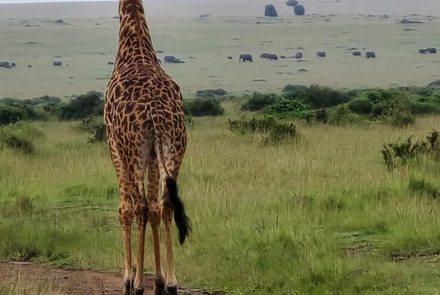 18 Days Uganda Eco Adventure Safari – Nature, Wildlife & Culture