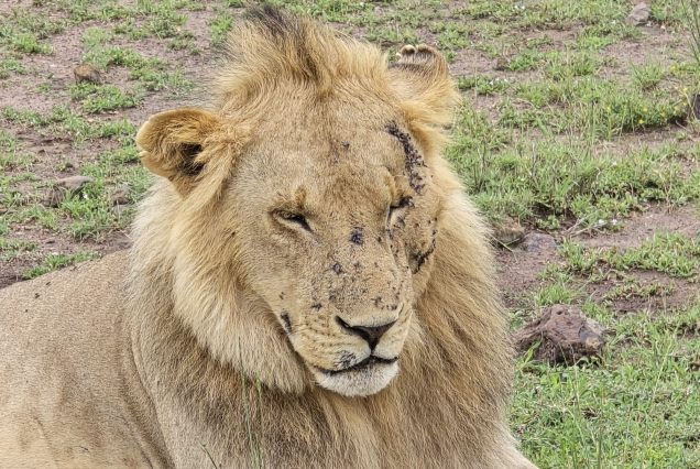 2 Days Uganda and Tanzania Safari