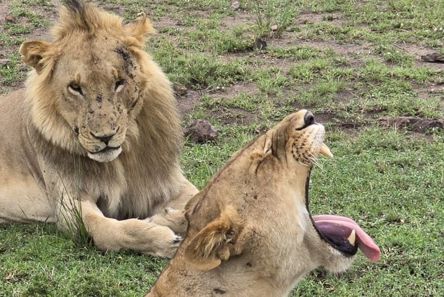 2 Days Uganda and Tanzania Safari