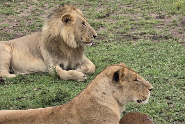 14 Days East Africa Safari