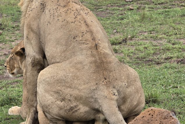 3-Day Masai Mara Safari- Most Booked Short Safari