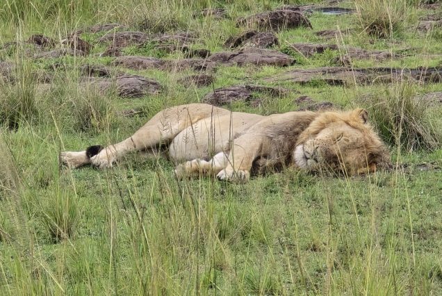 6-Day Tanzania Big Five Safari – Serengeti and Ngorongoro