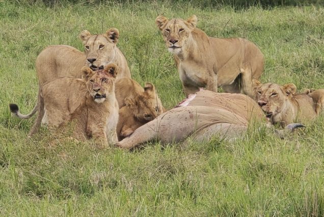 12 Days Uganda Wilderness Safari with Tree-Climbing Lions