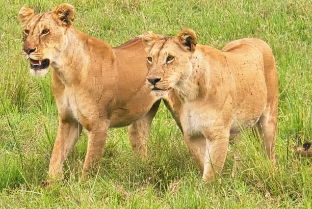 15 Days Uganda Discovery Tour – Waterfalls, Wildlife & Highlands