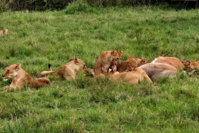 15 Days Uganda Discovery Tour