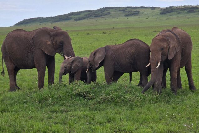 7 Days Best of Uganda Wildlife & Gorilla Encounter