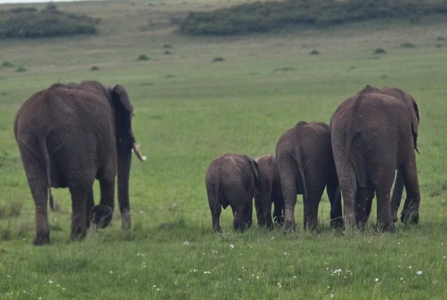 15 Days Uganda Discovery Tour – Waterfalls, Wildlife & Highlands
