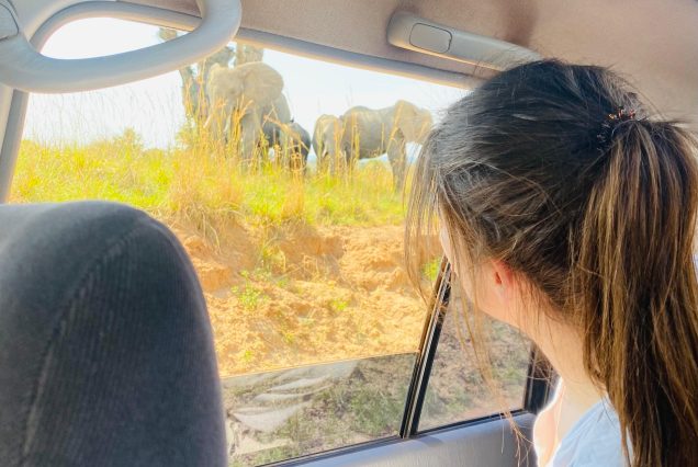 13 Days Uganda Explorer Safari – Kidepo, Gorillas & Chimpanzees