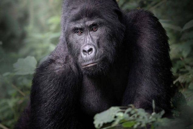 7 Days Uganda Gorilla and Golden Monkey Safari