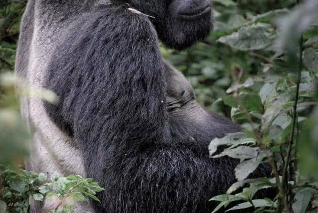 9 Days Uganda Gorilla Trekking, Chimpanzees & Cultural Safari