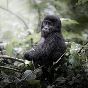 12 Days Uganda Wildlife & Primate Safari- Gorillas and Big Five