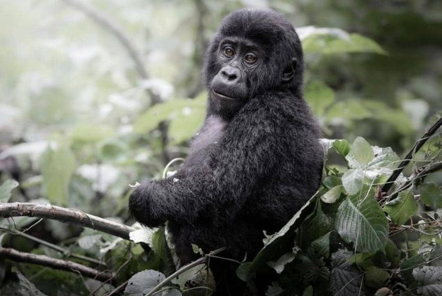 18-Day Uganda Gorilla Trekking and Safari