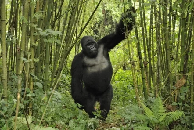 3-Day Bwindi Fly-In Gorilla Tour – Uganda Gorilla Trekking Safari