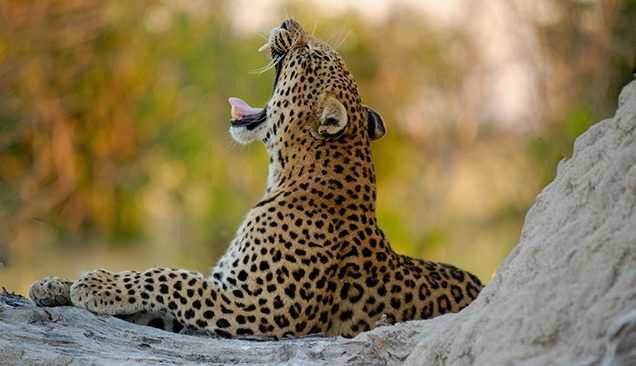 7-Day Uganda Big Five Wildlife Safari