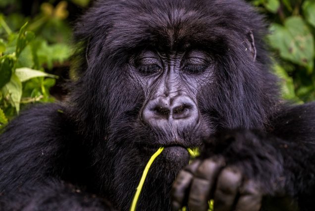5-Day Uganda Gorillas and Chimpanzee Trekking Safari