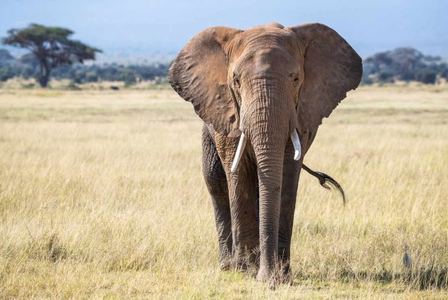 8-Day Uganda Adventure Safari and Rafting