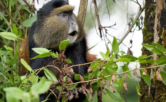7 Days Uganda and Rwanda Gorillas & Golden Monkeys Safari
