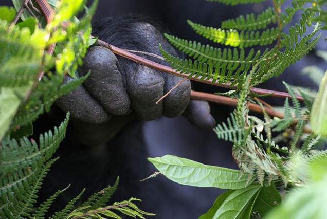 4-Day Uganda Gorilla Trekking and Chimpanzee Tracking Safari