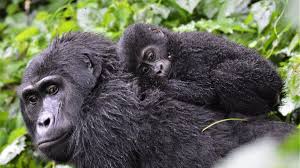 5-Day Uganda Gorillas and Chimpanzee Trekking Safari